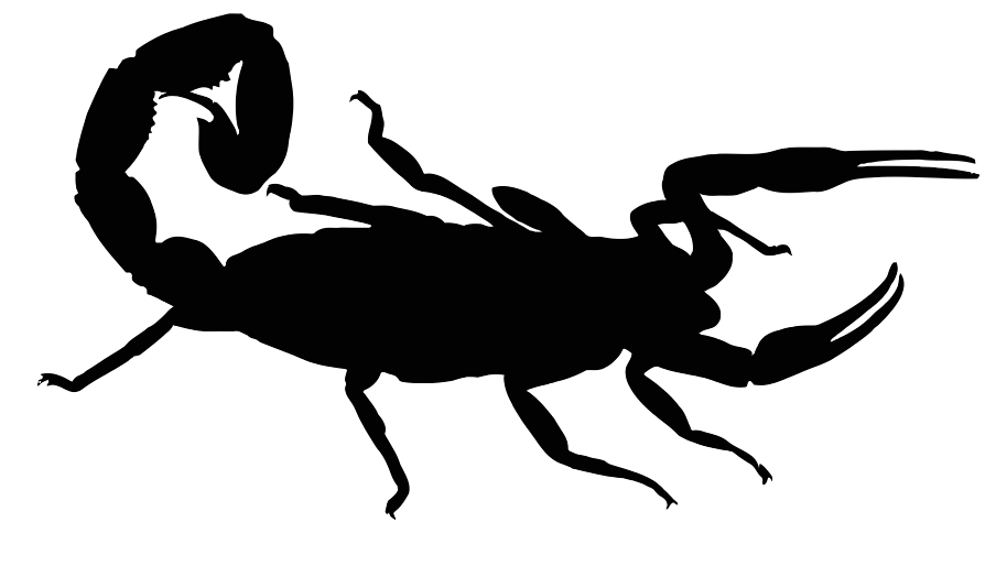 Fauna da Cidade - Invertebrados